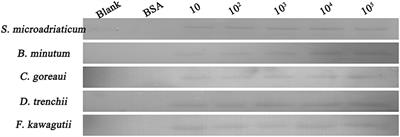 Differential Affinities of a Pocillopora damicornis Galectin to Five Genera of Symbiodiniaceae at Different Temperatures